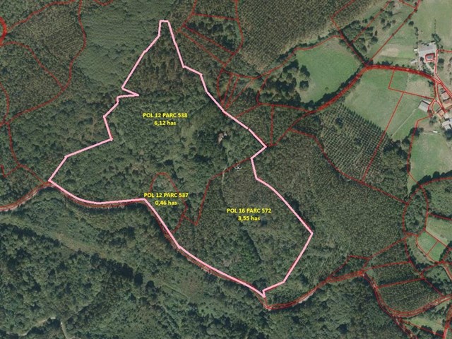 FINCA FORESTAL CERCEDA CON PLANTACIÓN DE EUCALYPTUS 