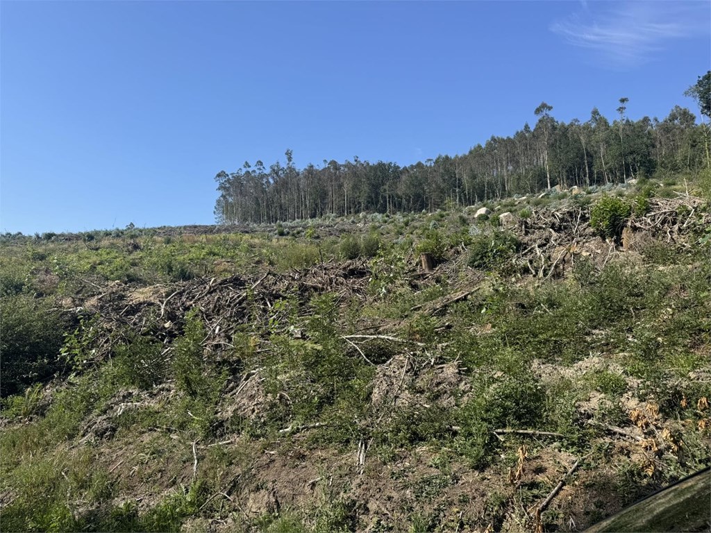 Foto 2 FINCA FORESTAL CERCEDA CON PLANTACIÓN DE EUCALYPTUS 