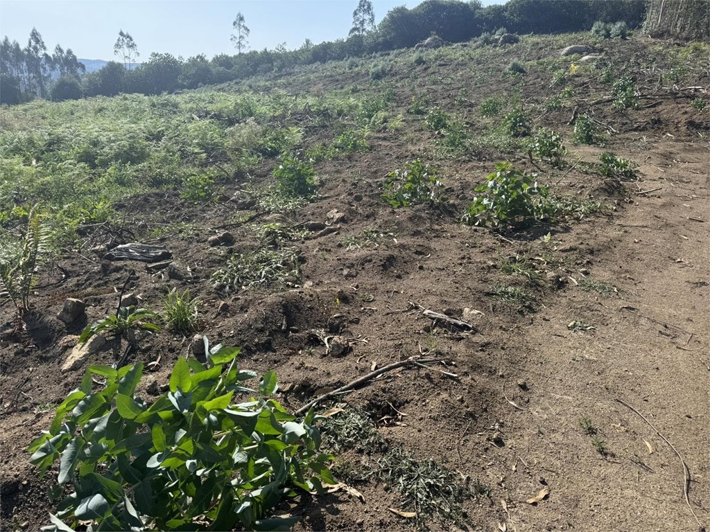 Foto 4 FINCA FORESTAL CERCEDA CON PLANTACIÓN DE EUCALYPTUS 
