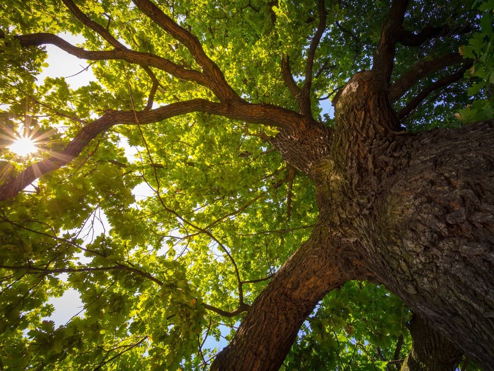 ¿Tienes una finca en el rural y no sabes qué hacer con ella?