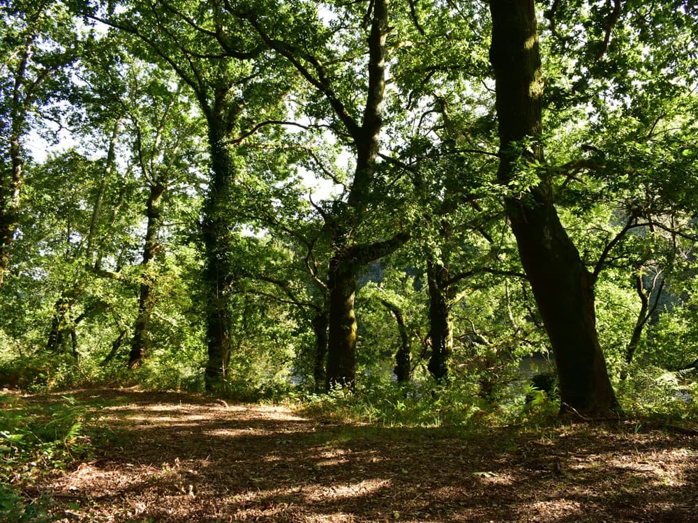 ¿Tienes una finca en el rural y no sabes qué hacer con ella?