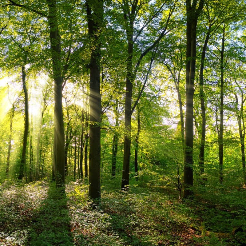 Expertos en la compra de fincas en Galicia y en el norte de España