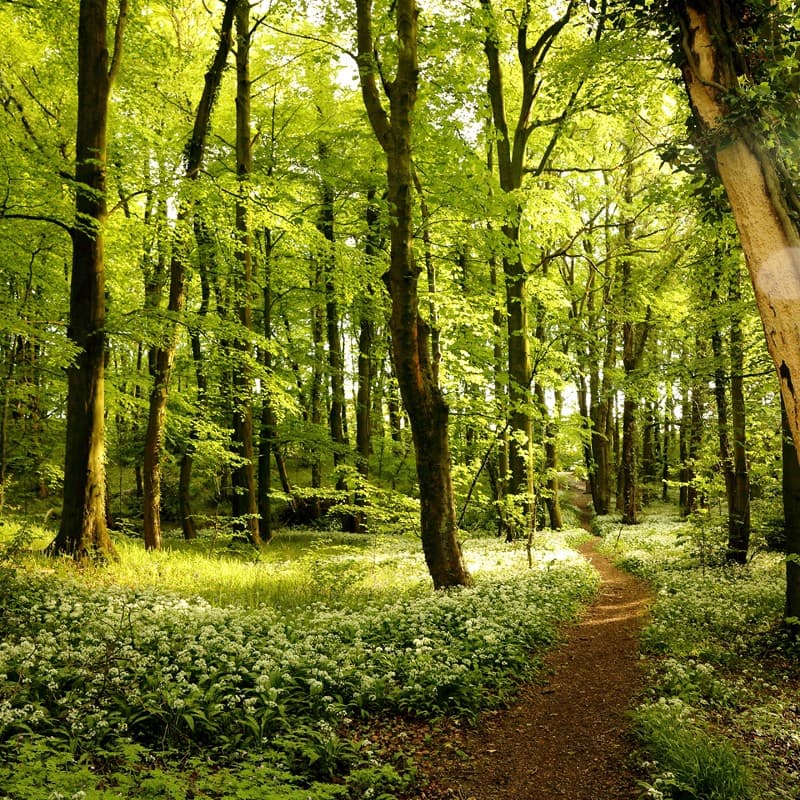 Expertos en la compra de fincas en Galicia y en el norte de España