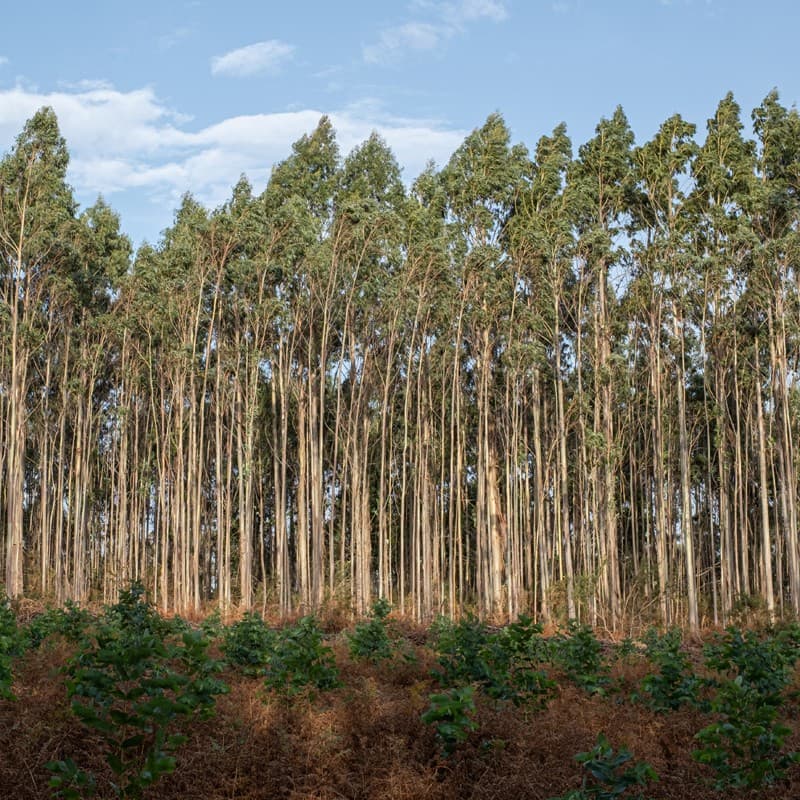 Tasación y valoración de madera
