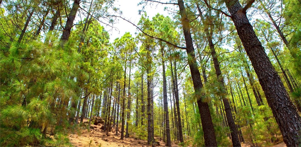 Mitos y verdades sobre el alquiler de terrenos