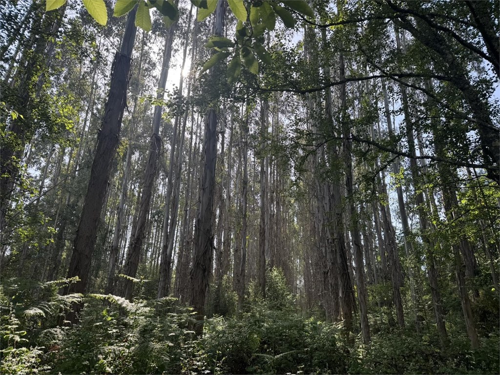 Foto 1 SE VENDE CONJUNTO DE PARCELAS FORESTALES CON PLANTACIÓN DE EUCALYPTUS EN EL AYUNTAMIENTO DE BEGONTE 