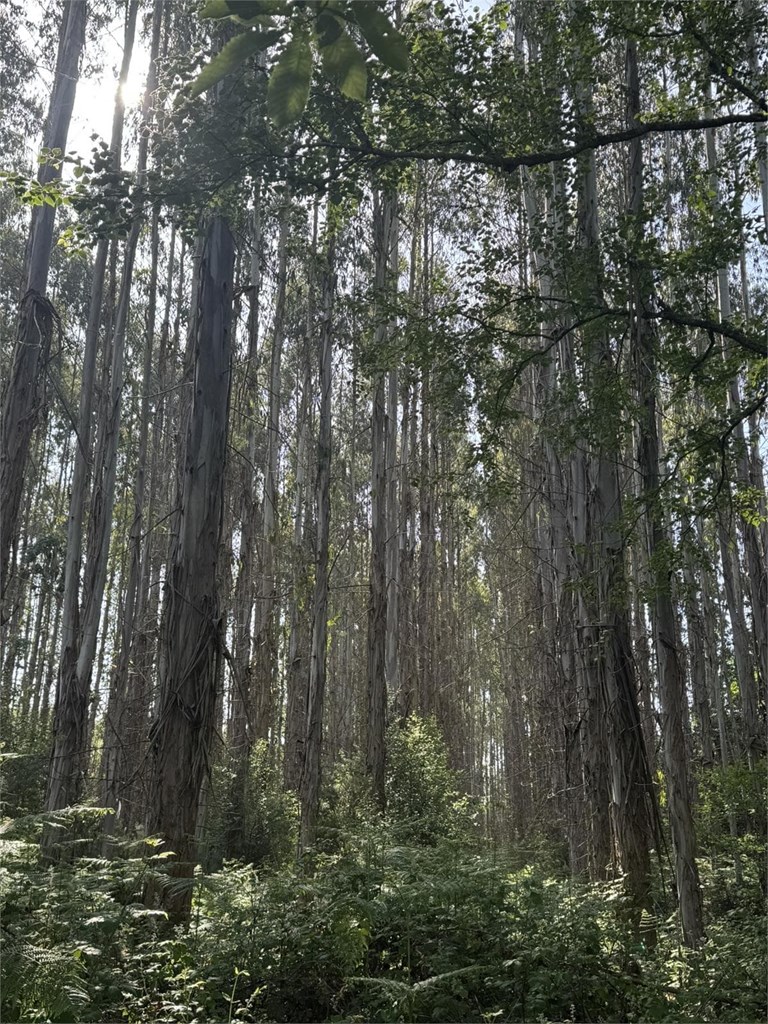 Foto 2 SE VENDE CONJUNTO DE PARCELAS FORESTALES CON PLANTACIÓN DE EUCALYPTUS EN EL AYUNTAMIENTO DE BEGONTE 