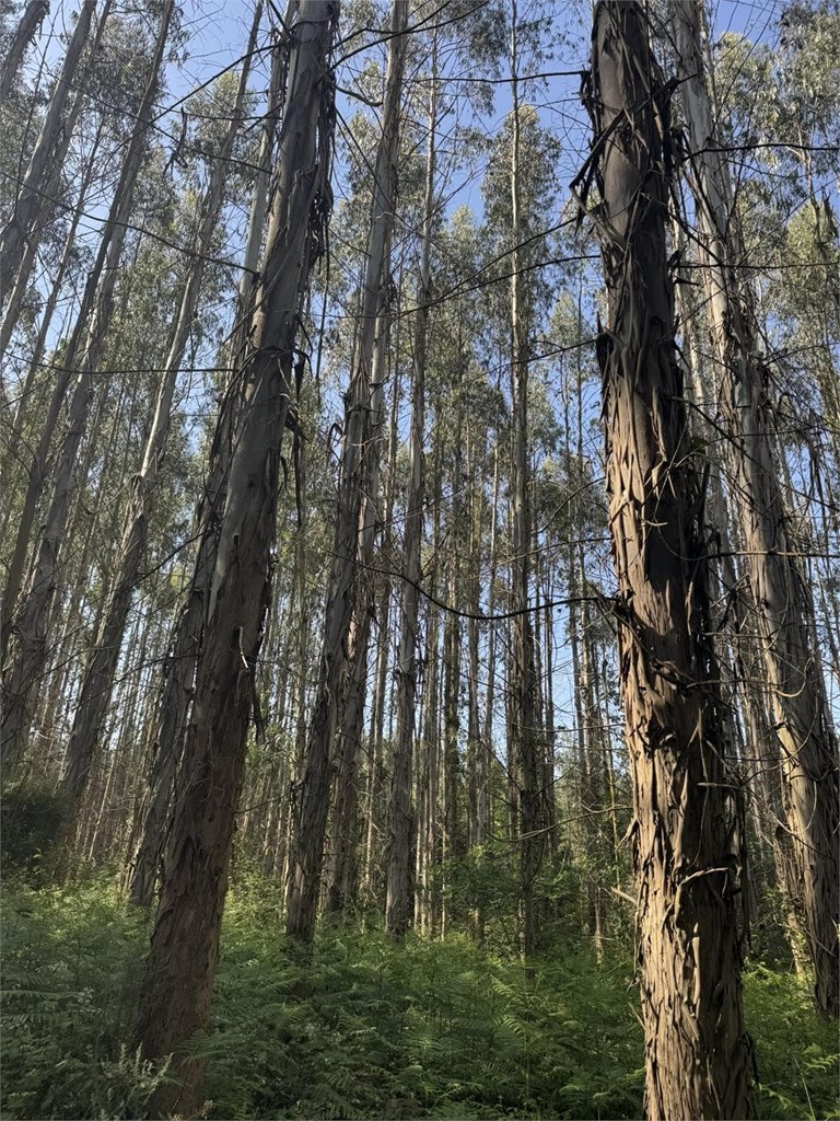 Foto 3 SE VENDE CONJUNTO DE PARCELAS FORESTALES CON PLANTACIÓN DE EUCALYPTUS EN EL AYUNTAMIENTO DE BEGONTE 