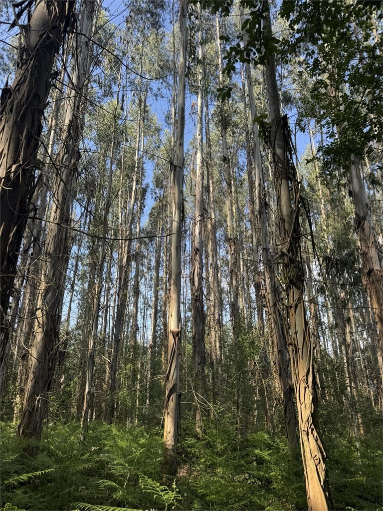 Foto 4 SE VENDE CONJUNTO DE PARCELAS FORESTALES CON PLANTACIÓN DE EUCALYPTUS EN EL AYUNTAMIENTO DE BEGONTE 
