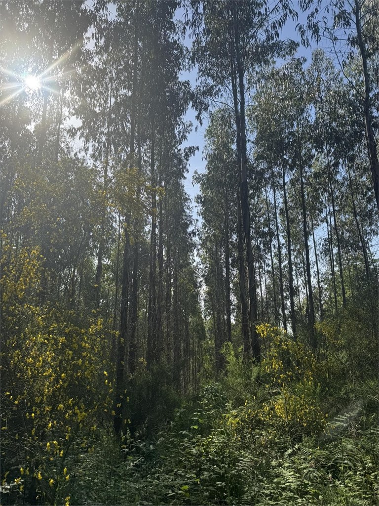 Foto 5 SE VENDE CONJUNTO DE PARCELAS FORESTALES CON PLANTACIÓN DE EUCALYPTUS EN EL AYUNTAMIENTO DE BEGONTE 