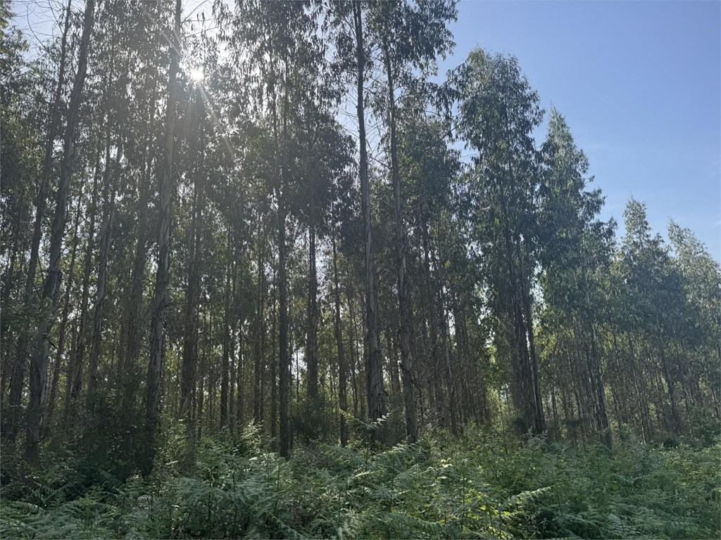 Foto 6 SE VENDE CONJUNTO DE PARCELAS FORESTALES CON PLANTACIÓN DE EUCALYPTUS EN EL AYUNTAMIENTO DE BEGONTE 