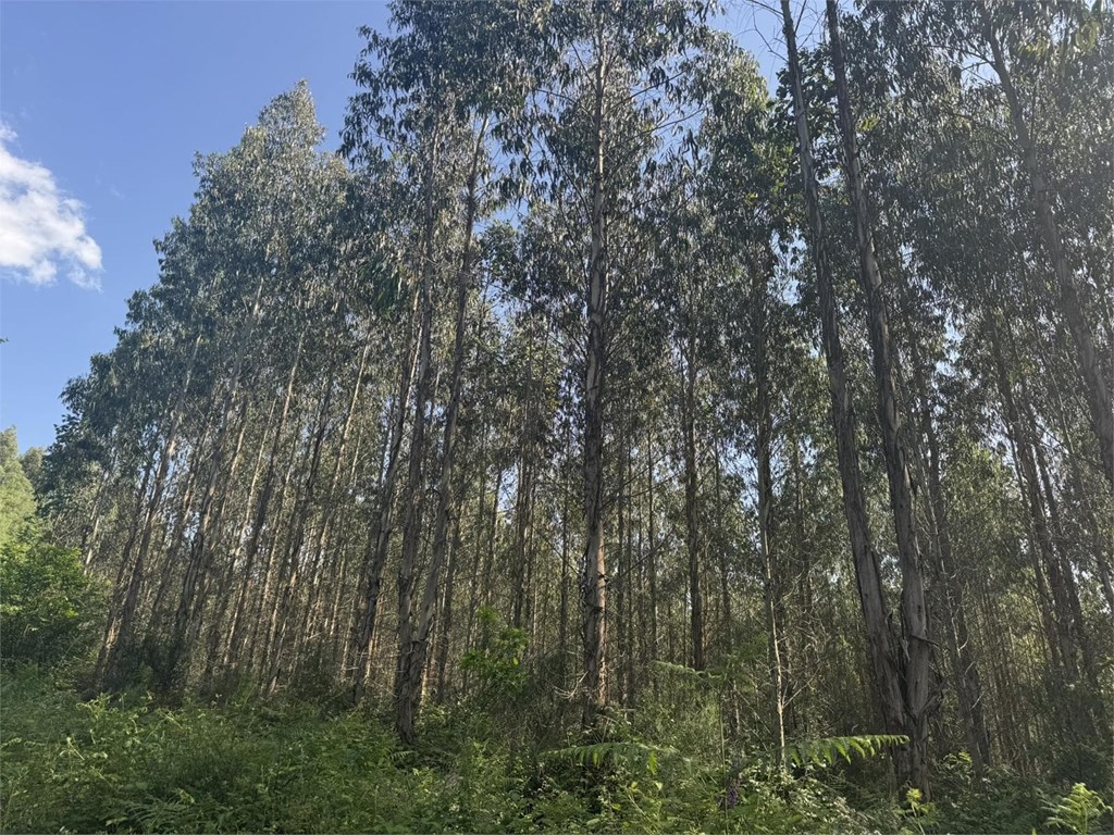 Foto 7 SE VENDE CONJUNTO DE PARCELAS FORESTALES CON PLANTACIÓN DE EUCALYPTUS EN EL AYUNTAMIENTO DE BEGONTE 