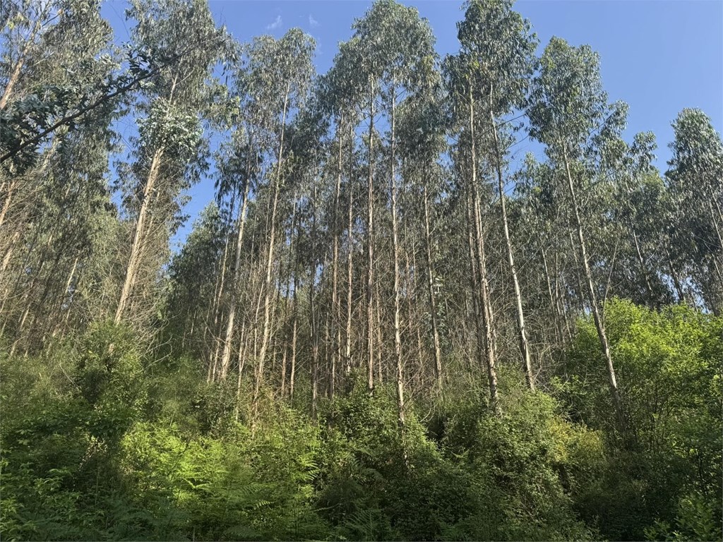 Foto 8 SE VENDE CONJUNTO DE PARCELAS FORESTALES CON PLANTACIÓN DE EUCALYPTUS EN EL AYUNTAMIENTO DE BEGONTE 