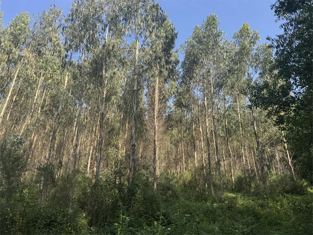 Foto 9 SE VENDE CONJUNTO DE PARCELAS FORESTALES CON PLANTACIÓN DE EUCALYPTUS EN EL AYUNTAMIENTO DE BEGONTE 